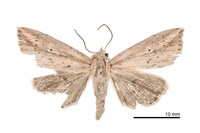 藏品(關原秘夜蛾)的圖片